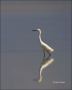 Snowy-Egret;Egret;Reflection;Florida;Southeast-USA;Egretta-thula;one-animal;clos